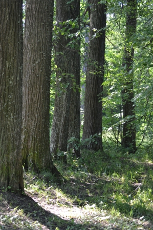 dsc_0118.jpg