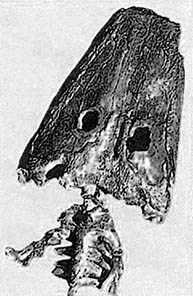 wetlugasaurus.jpg